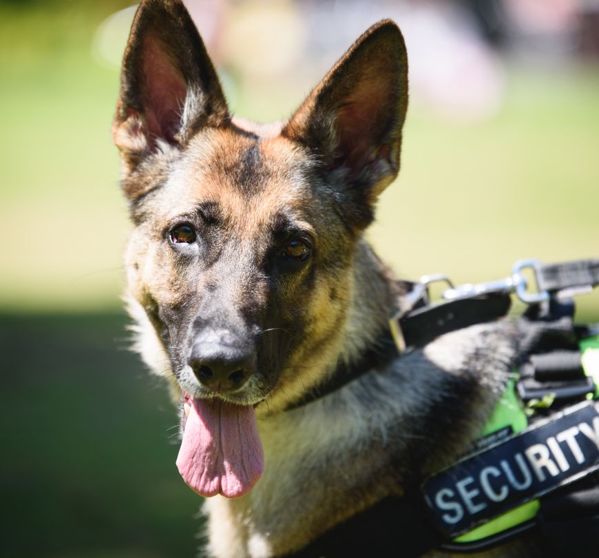 Canine Security Services